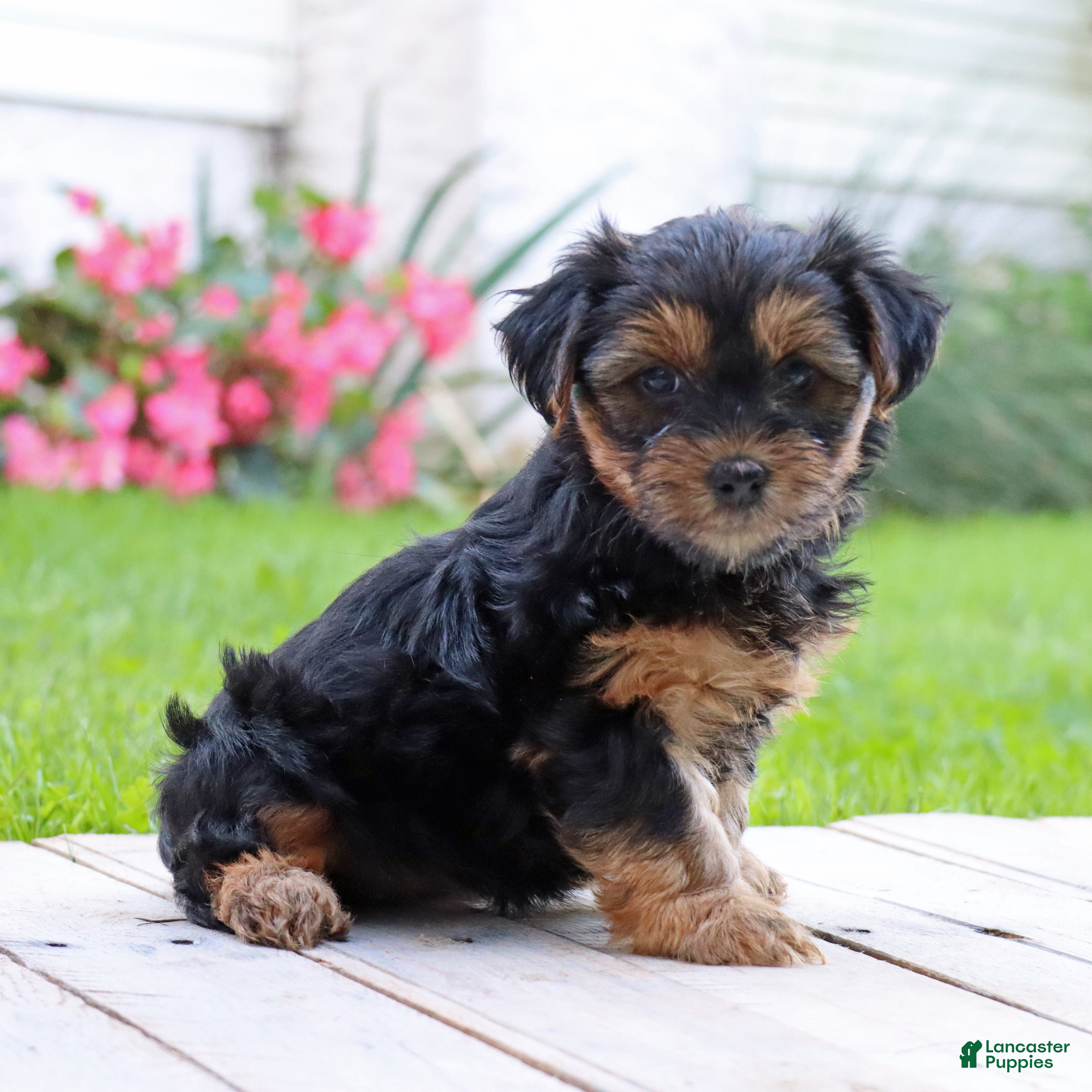 Yorkshire Terrier dogs Brinn - Ad 1