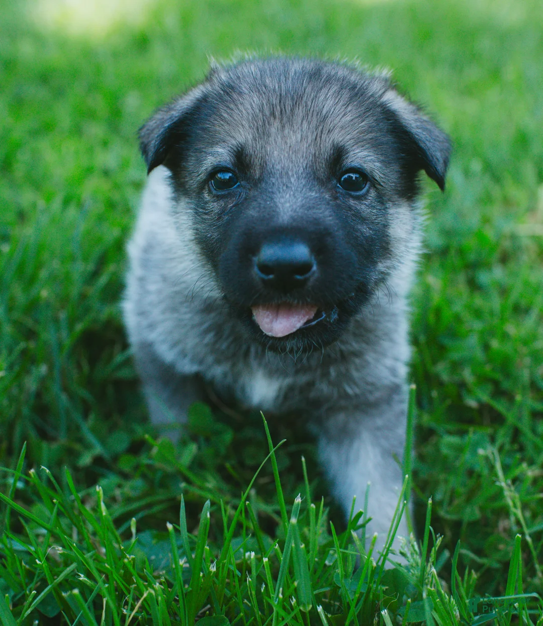 Mixed Breed dogs for sale: Dagger - Ad 2