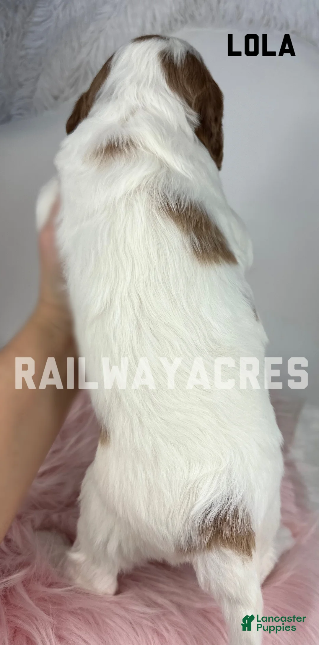 Mini Goldendoodle dogs for sale: Lola - Ad 5