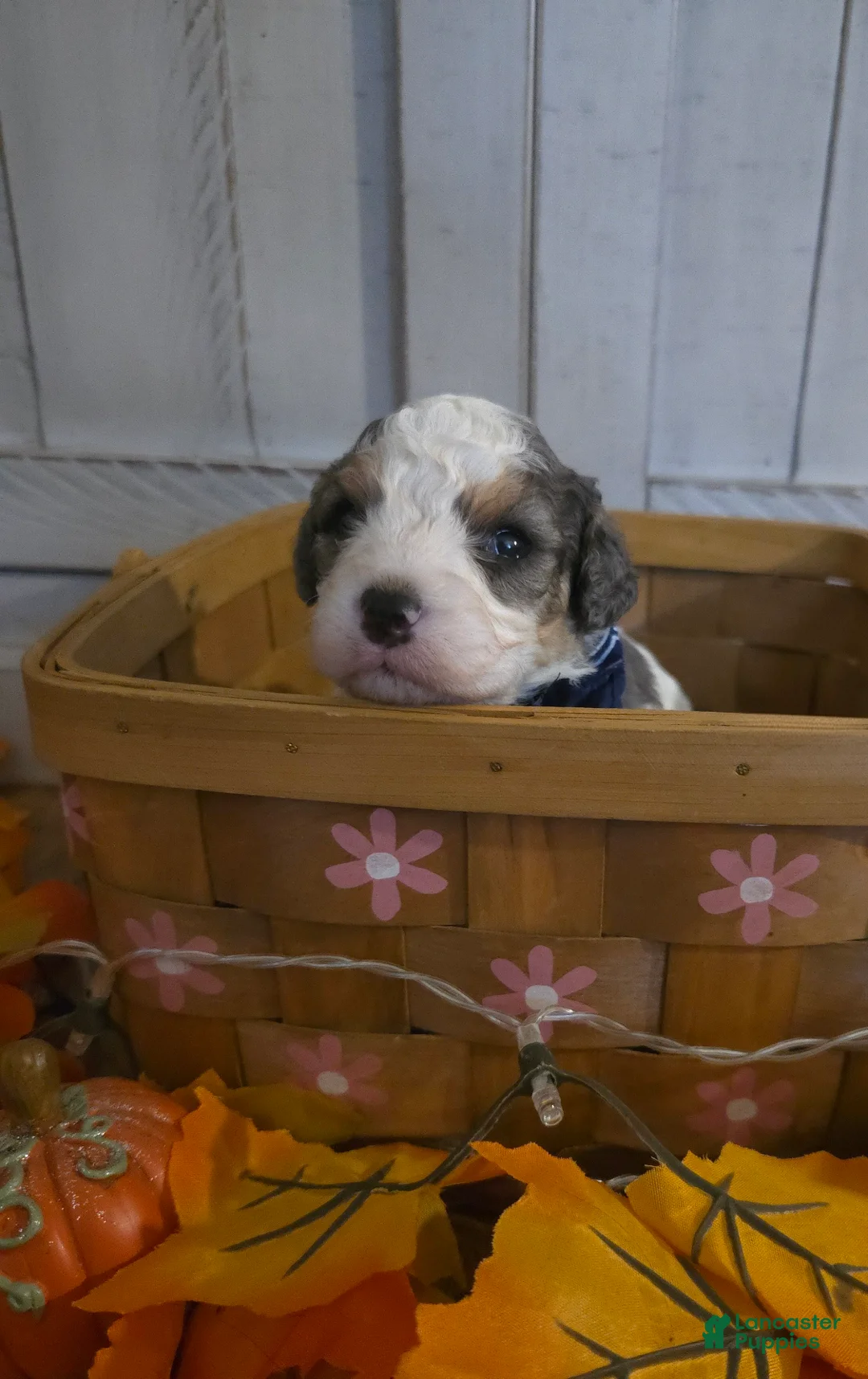 Cavapoo dogs for sale: Cosmo - Ad 2
