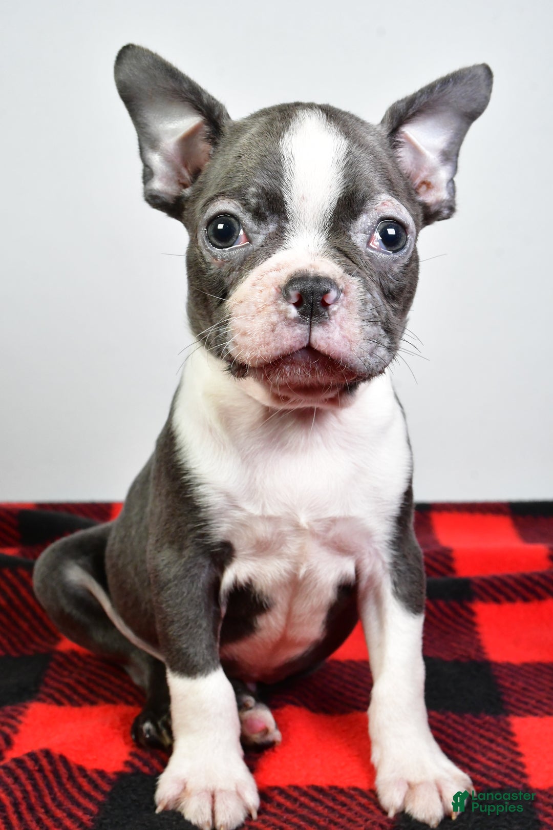 Boston Terrier dogs for sale: Beau - Ad 1