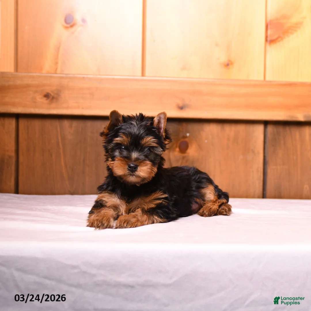 Yorkshire Terrier dogs for sale: Larry - Ad 1