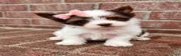 Biewer Terrier dogs for sale: Biewer Terrier 5 - Ad 3