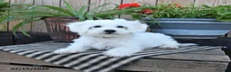 Mixed Breed dogs for sale: Ethan - Ad 2