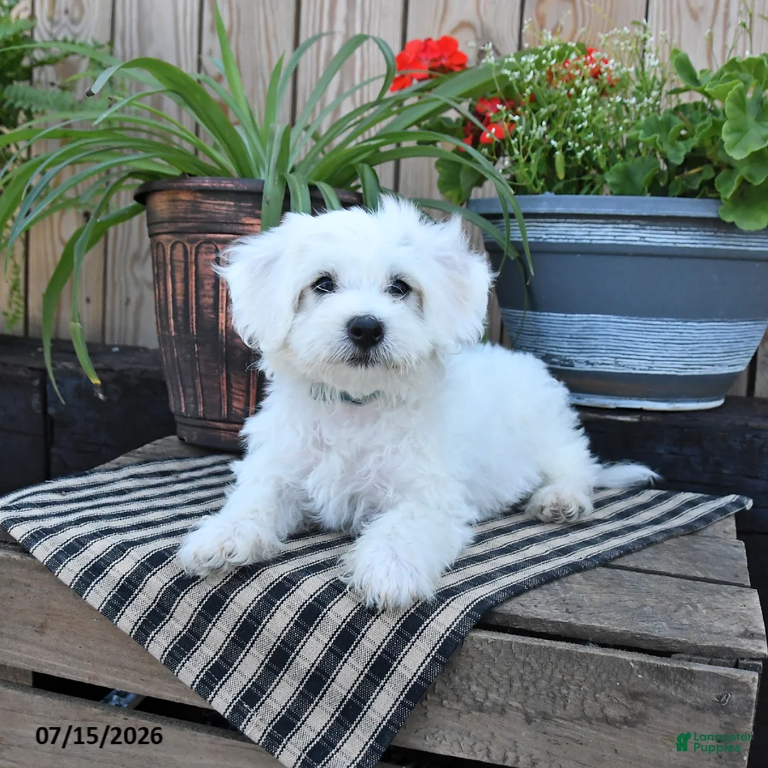 Mixed Breed dogs for sale: Ethan - Ad 2