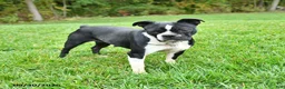 Boston Terrier dogs for sale: Buster - Ad 5