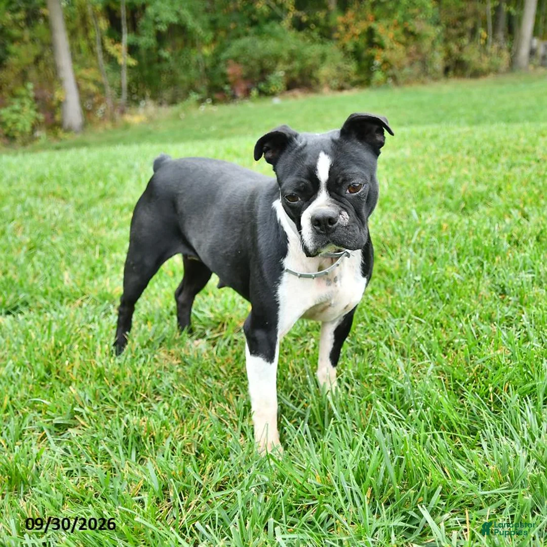Boston Terrier dogs for sale: Buster - Ad 5