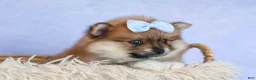 Pomeranian dogs for sale: Flossie  - Ad 6