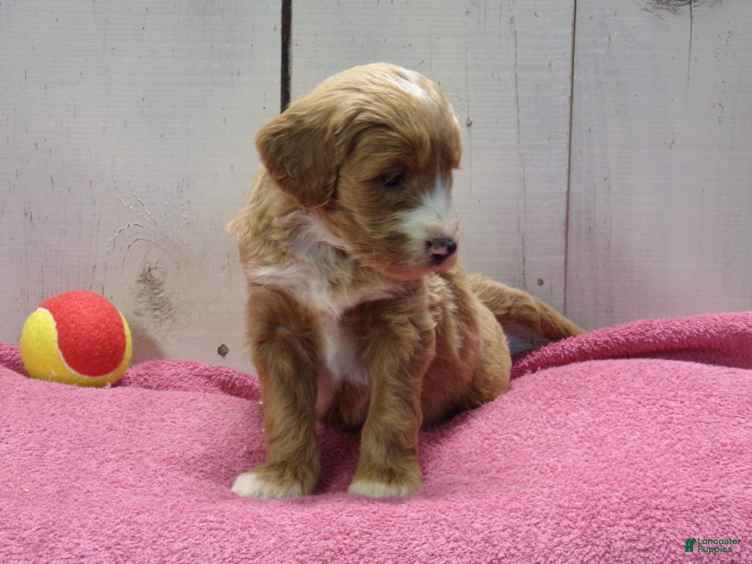 Goldendoodle dogs for sale: Holly - Ad 2