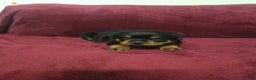 Rottweiler dogs for sale: Buck **Claimed** - Ad 2
