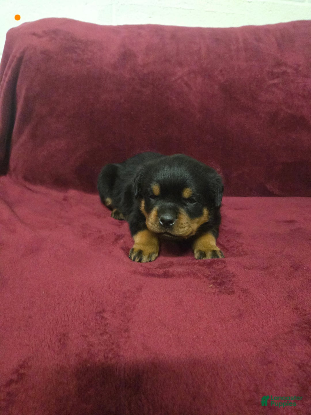 Rottweiler dogs for sale: Buck **Claimed** - Ad 2