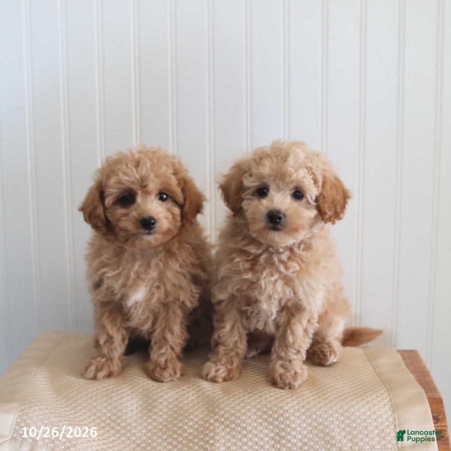 Mixed Breed dogs for sale: Leo - Ad 2
