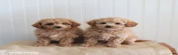 Mixed Breed dogs for sale: Leo - Ad 2