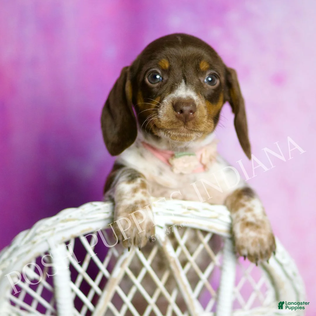 Miniature Dachshund dogs for sale: Jade - Ad 3