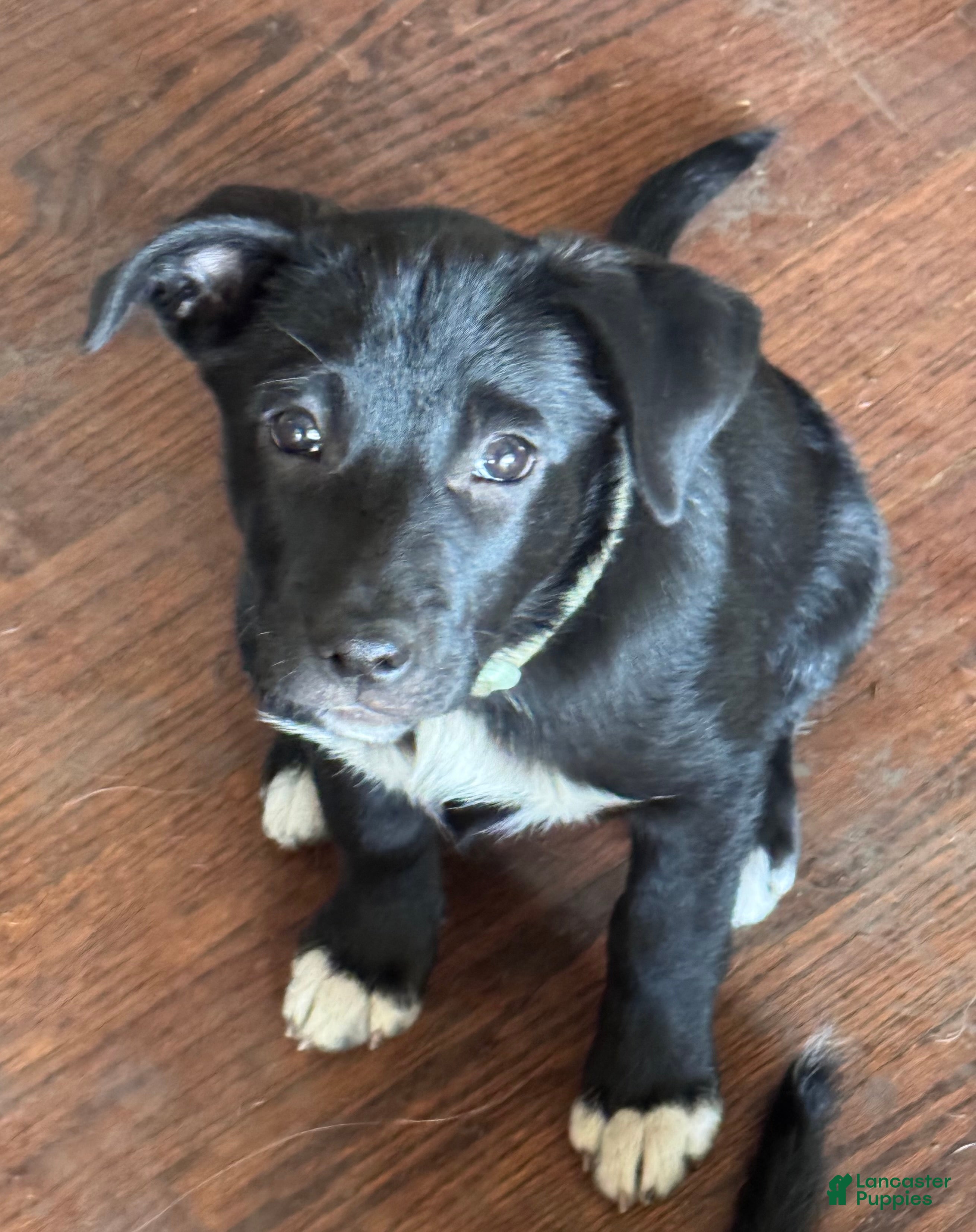 Mixed Breed dogs Rosie - Ad 40