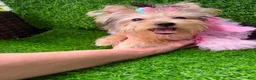 Yorkshire Terrier dogs for sale: Yorkshire Terrier 1 - Ad 6