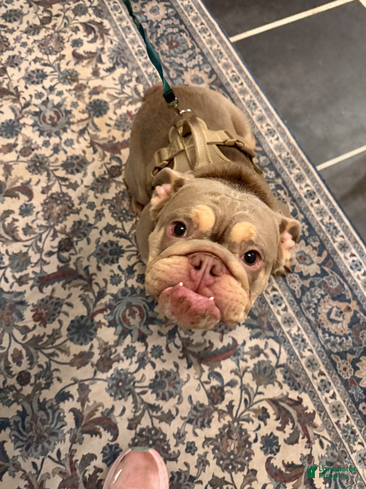 English Bulldog dogs English Bulldog Puppy 1 - Ad 2