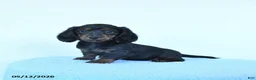 Miniature Dachshund dogs for sale: Petunia - Ad 1