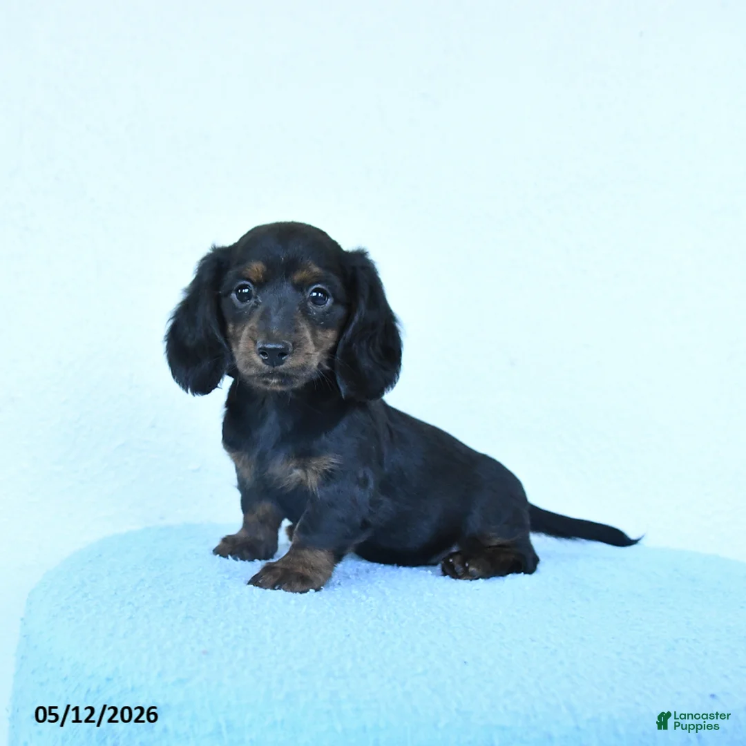 Miniature Dachshund dogs for sale: Petunia - Ad 1