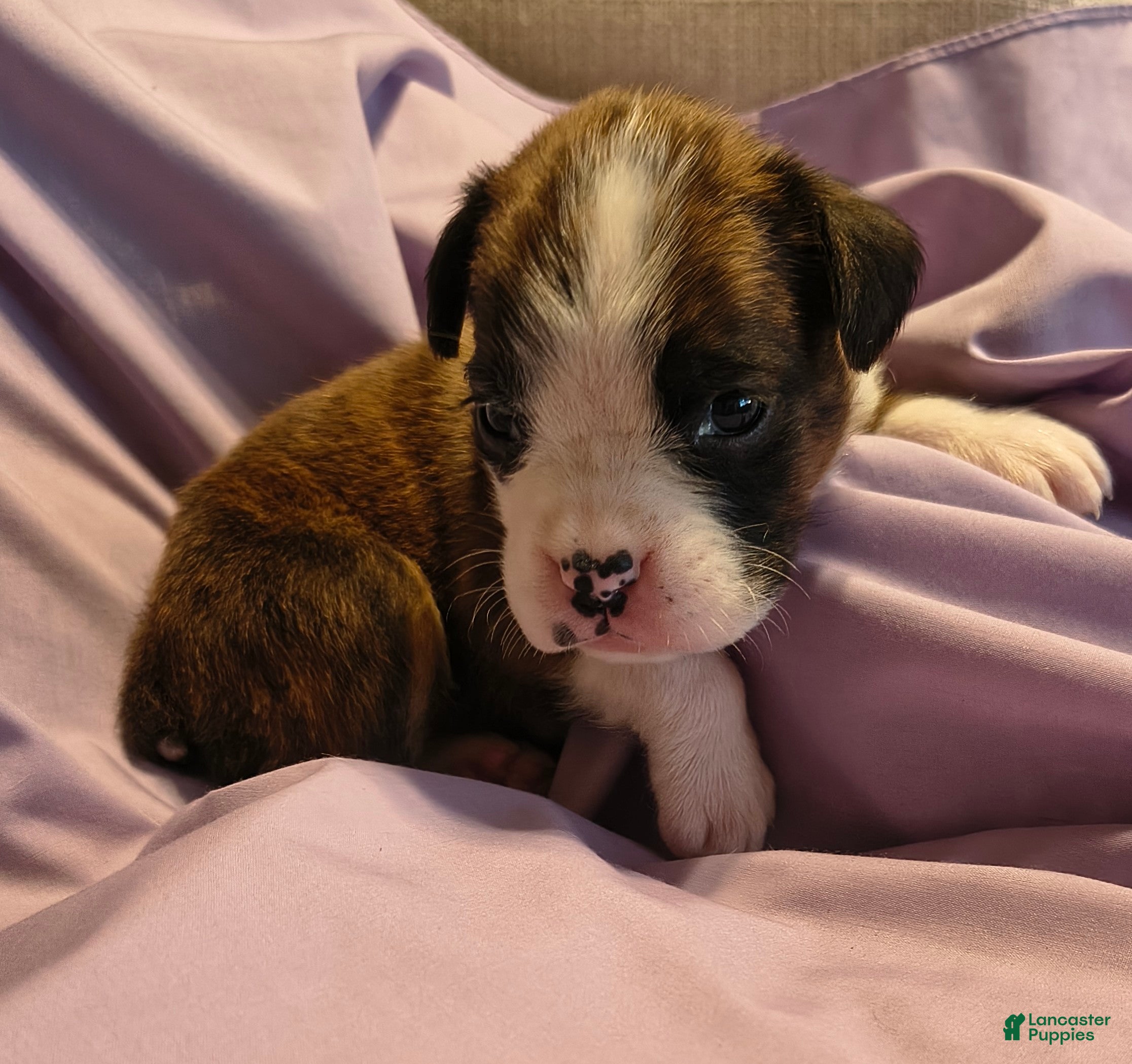 Boxer dogs Parsley - Ad 1