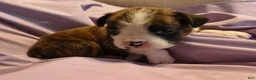 Boxer dogs for sale: Parsley - Ad 1