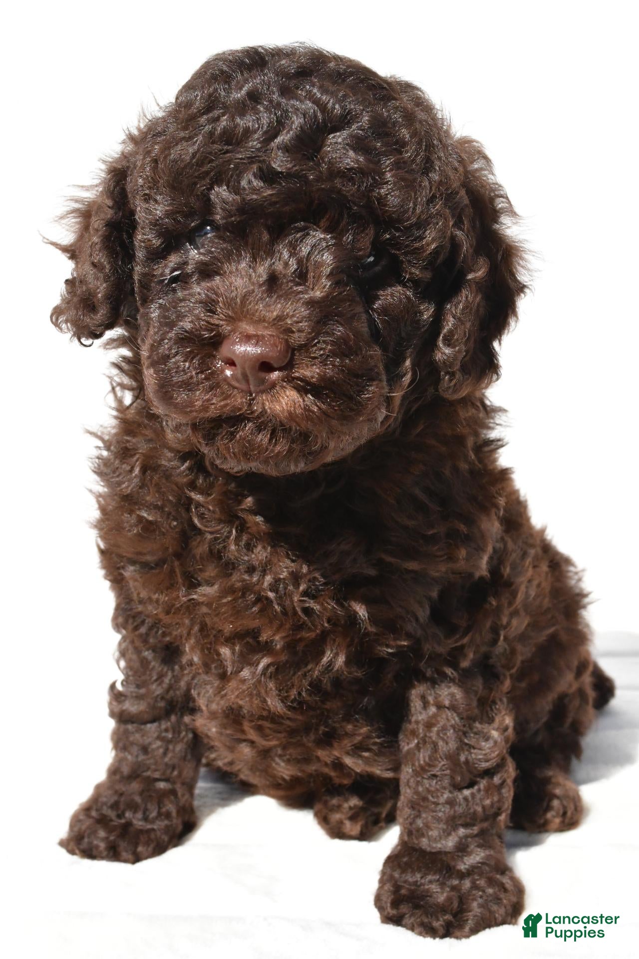 Miniature Poodle dogs Charlie - Ad 2
