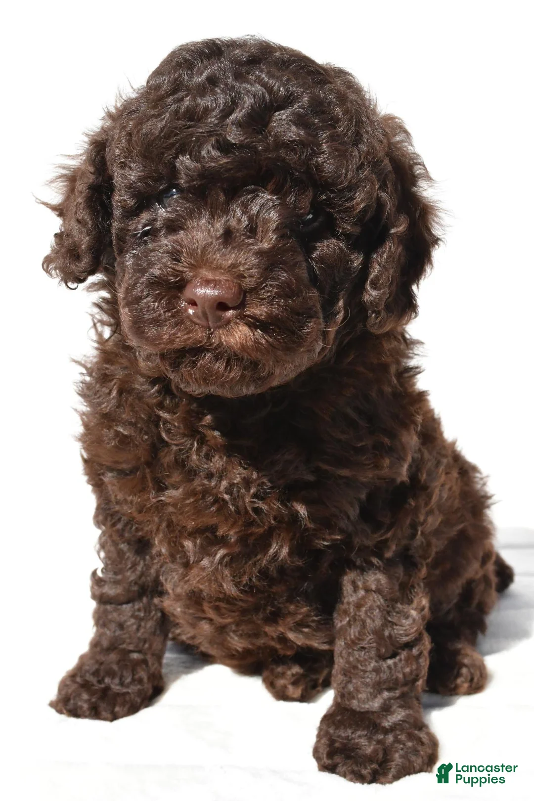 Miniature Poodle dogs for sale: Charlie - Ad 2