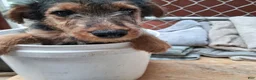 Welsh Terrier dogs for sale: Pink Lady - Ad 2