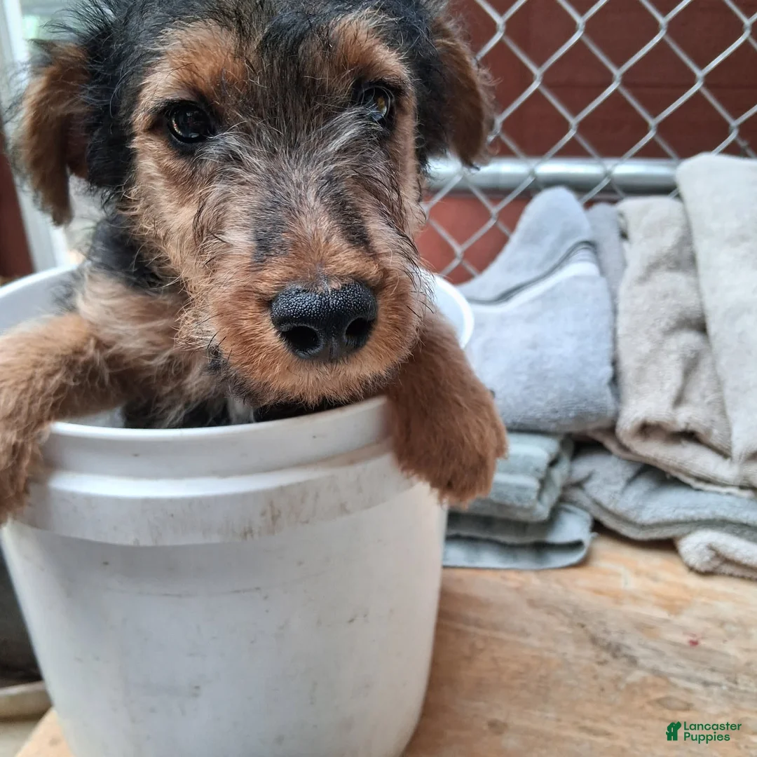 Welsh Terrier dogs for sale: Pink Lady - Ad 2