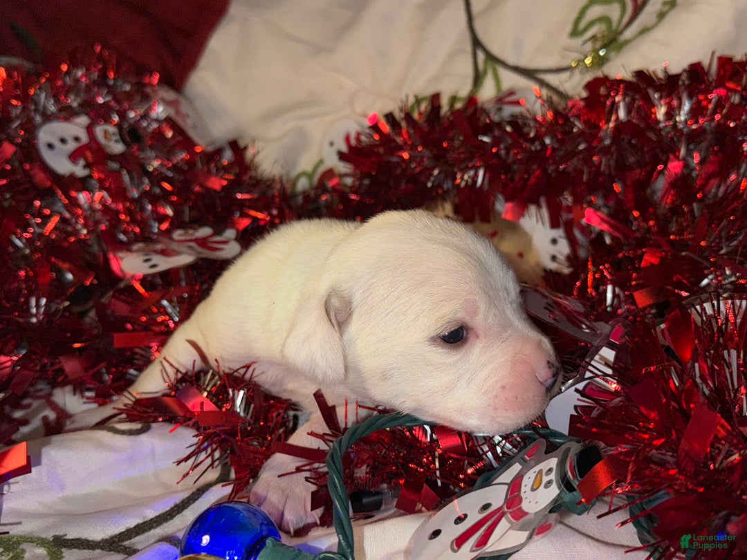 Mixed Breed dogs for sale: Calypso - Ad 5