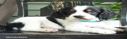 English Springer Spaniel dogs for sale: Commet - Ad 3
