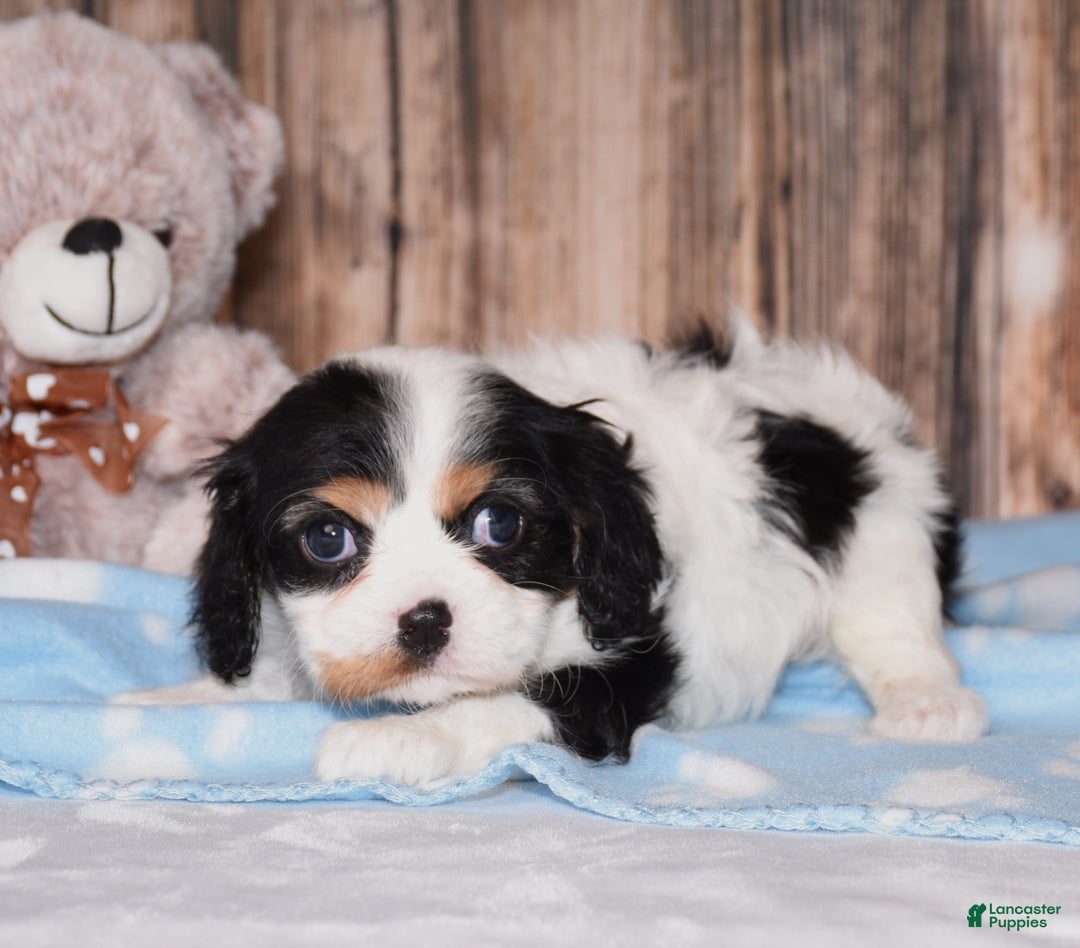 Cavalier King Charles Spaniel dogs for sale: Destiny - Ad 3