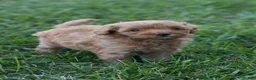 Mini Goldendoodle dogs for sale: Junior - Ad 3