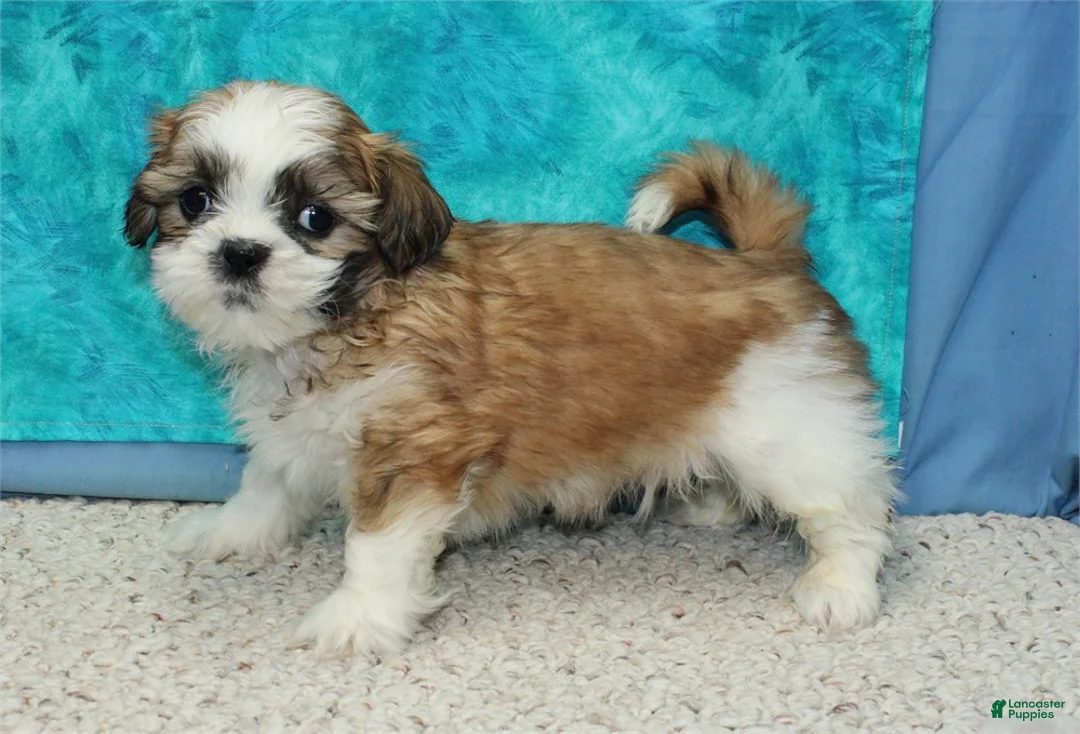 Shih Tzu dogs for sale: Dingo - Ad 5