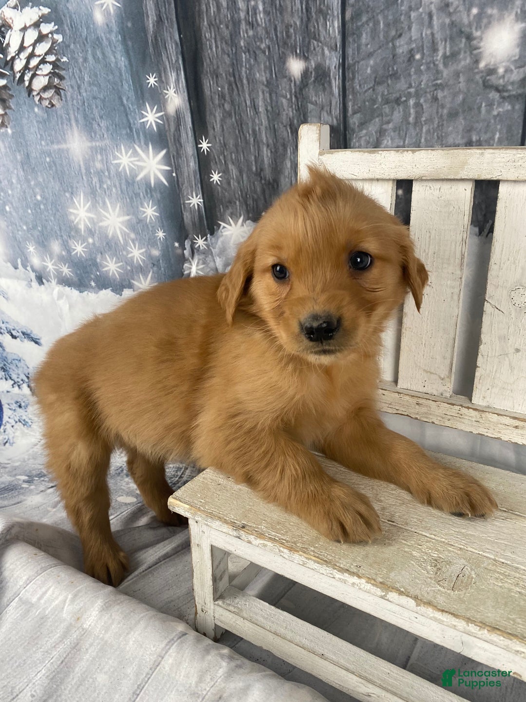 Golden Retriever dogs for sale: Julie - Ad 2
