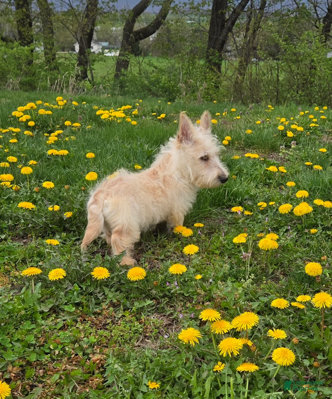 Scottish Terrier dogs for sale: Van - Ad 1