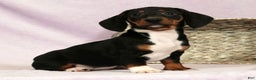 Miniature Dachshund dogs for sale: Skye - Ad 6