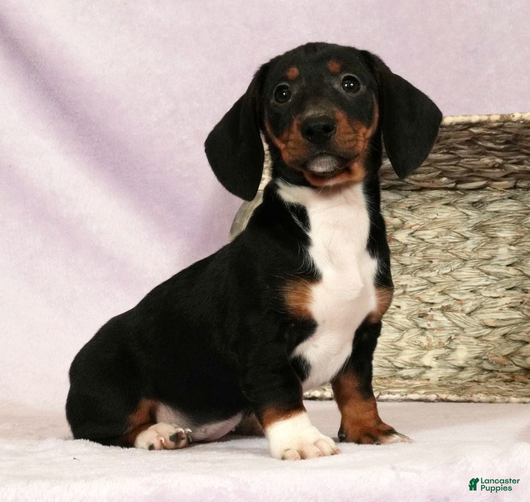 Miniature Dachshund dogs for sale: Skye - Ad 6