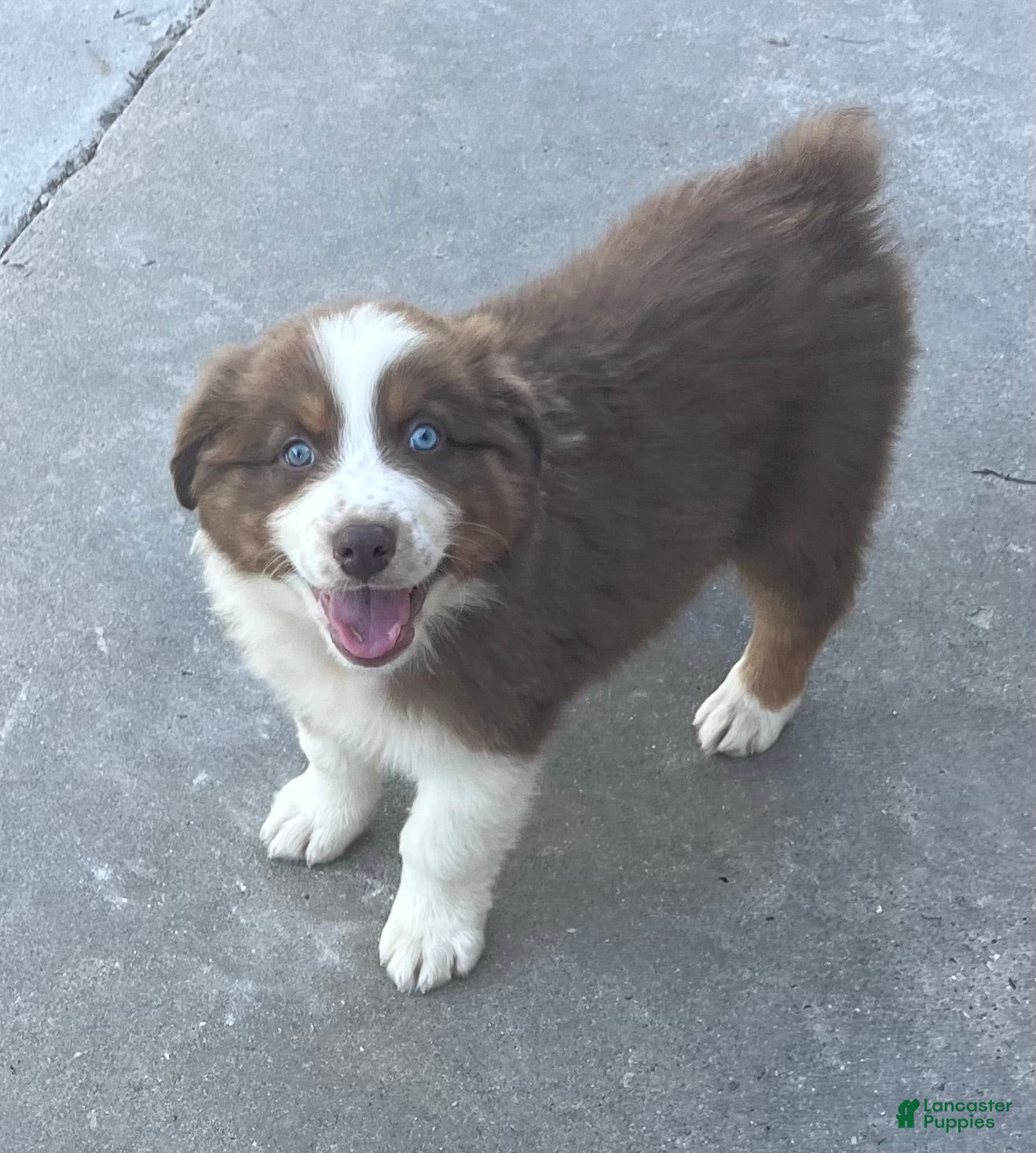 Australian Shepherd dogs Pete  - Ad 1