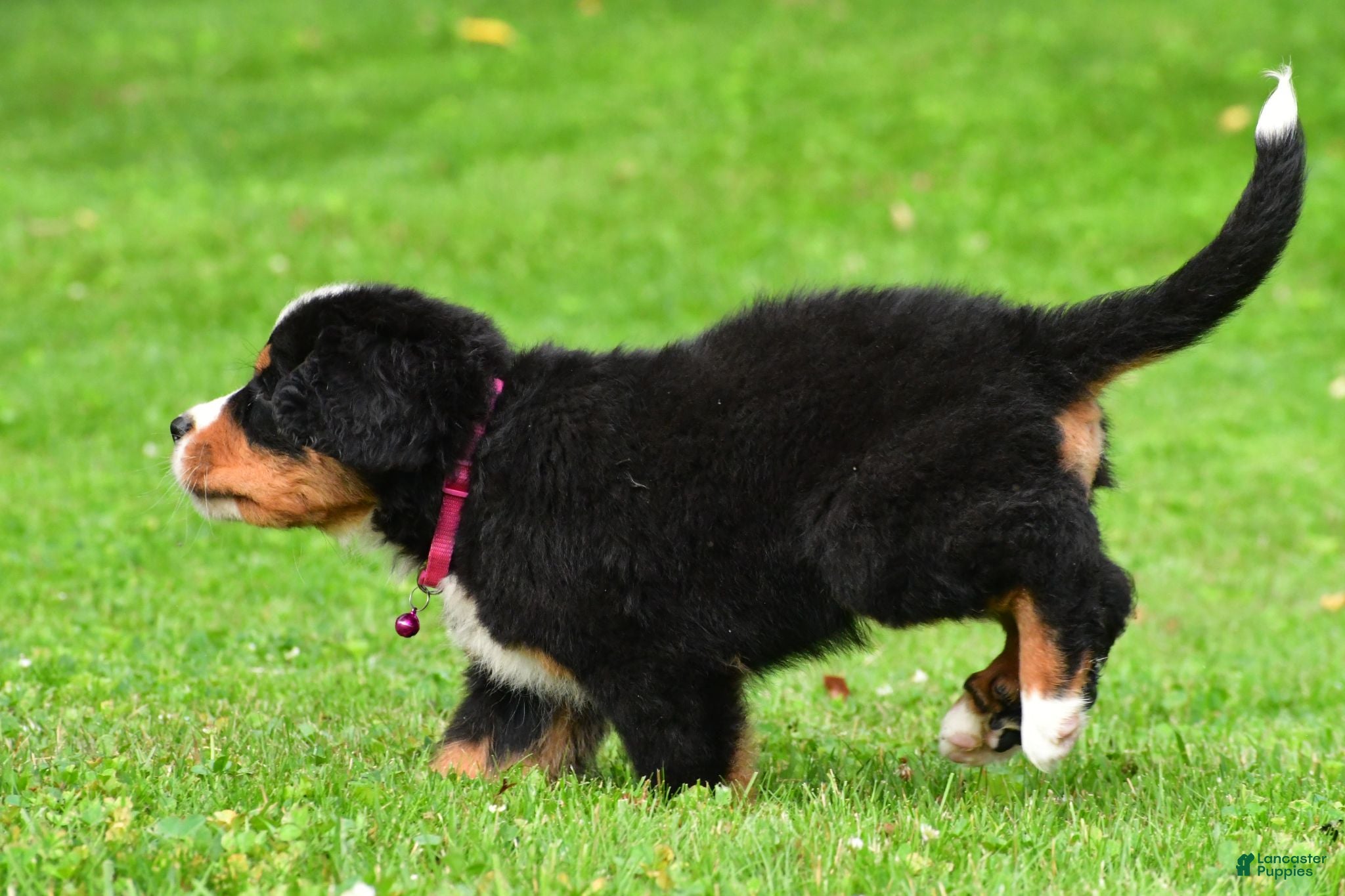 Bernese Mountain Dog dogs Nicole - Ad 2