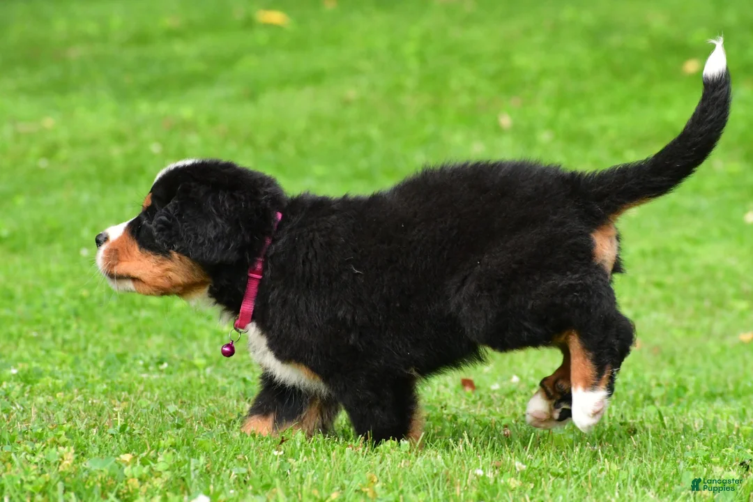 Bernese Mountain Dog dogs for sale: Nicole - Ad 2