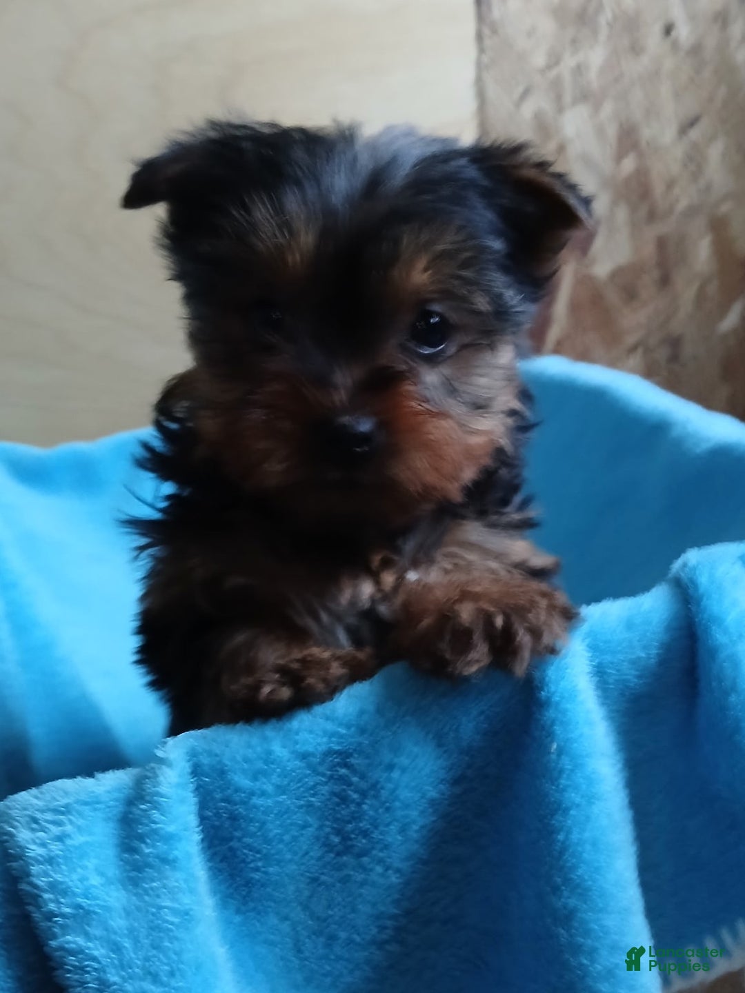 Yorkshire Terrier dogs for sale: Sherry - Ad 2