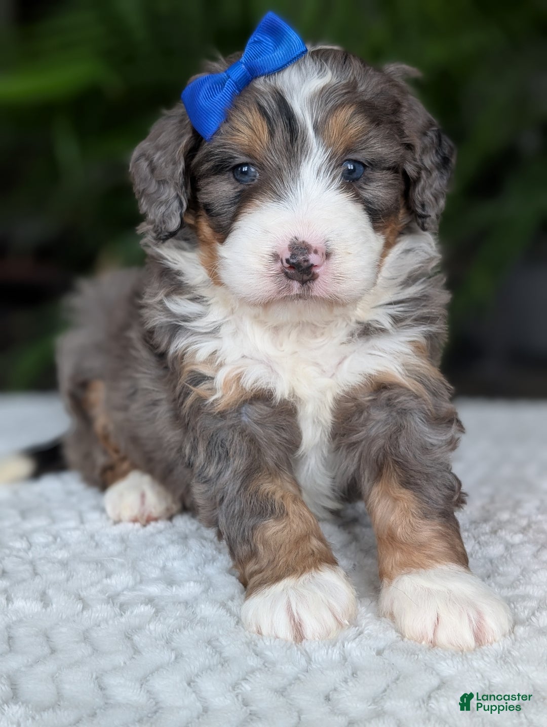 Mini Bernedoodle dogs for sale: Mini Riley  - Ad 11