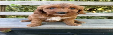 Maisy