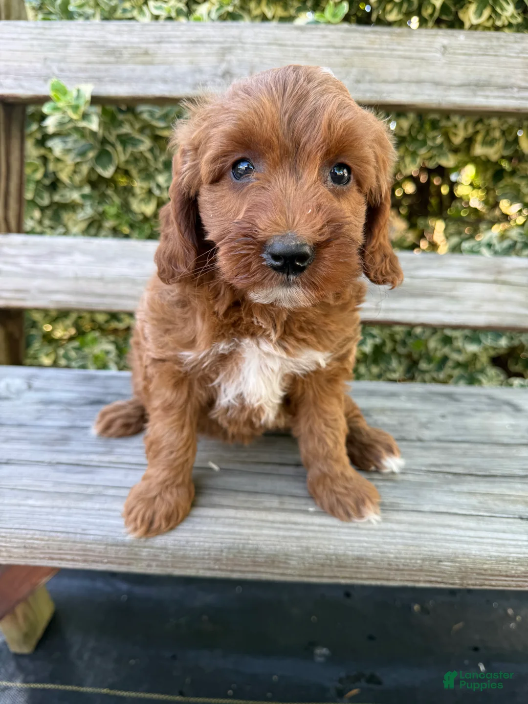 Mini Goldendoodle dogs for sale: Maisy - Ad 1