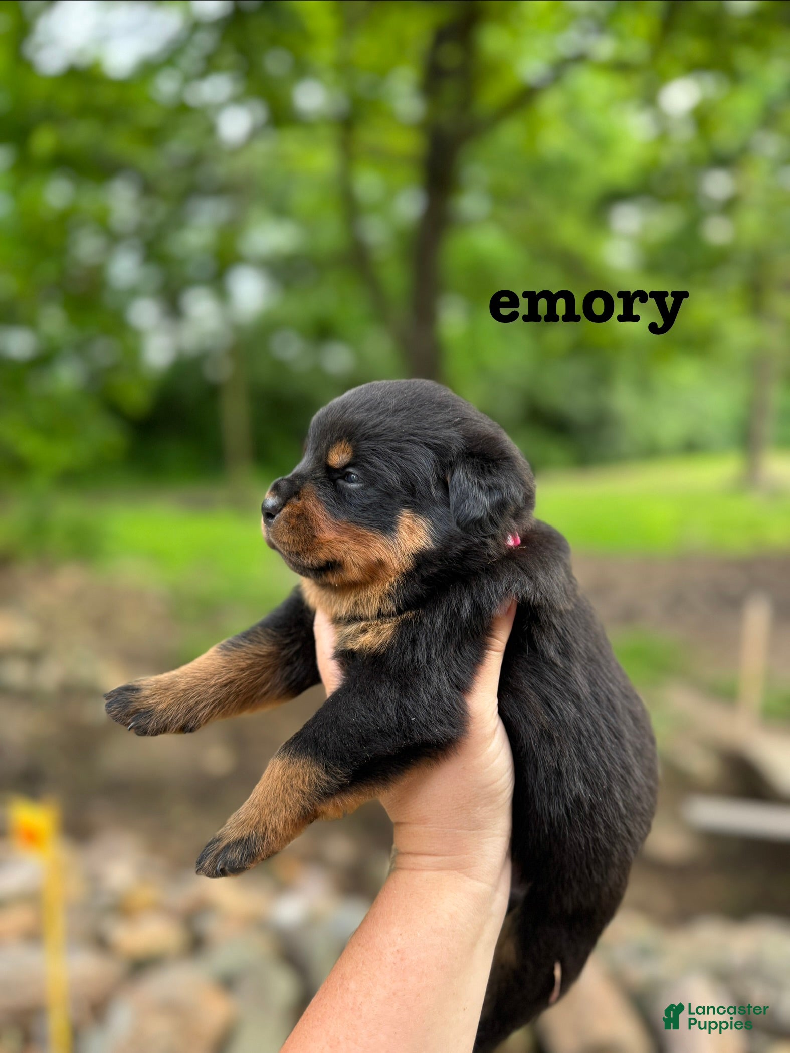 Rottweiler dogs Emory  - Ad 1