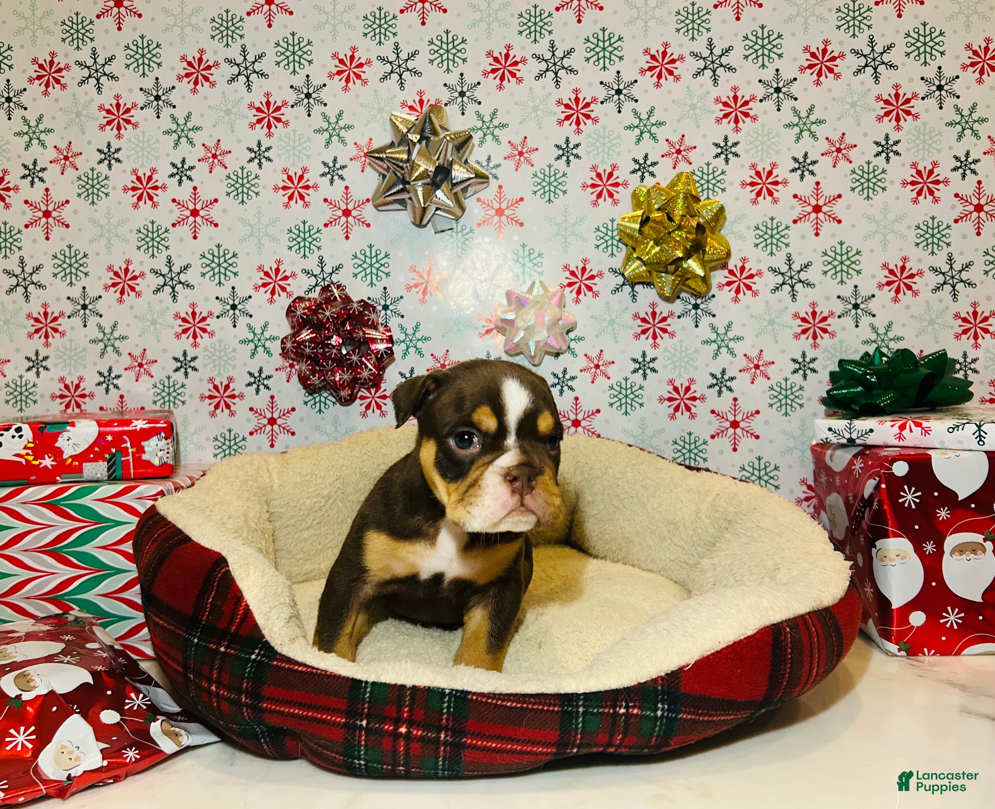 English Bulldog dogs Leo - Ad 32