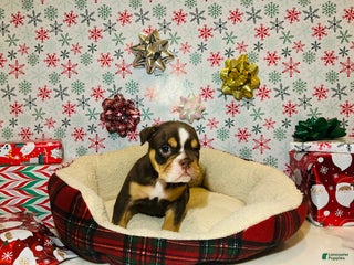 English Bulldog dogs Leo - Ad 7