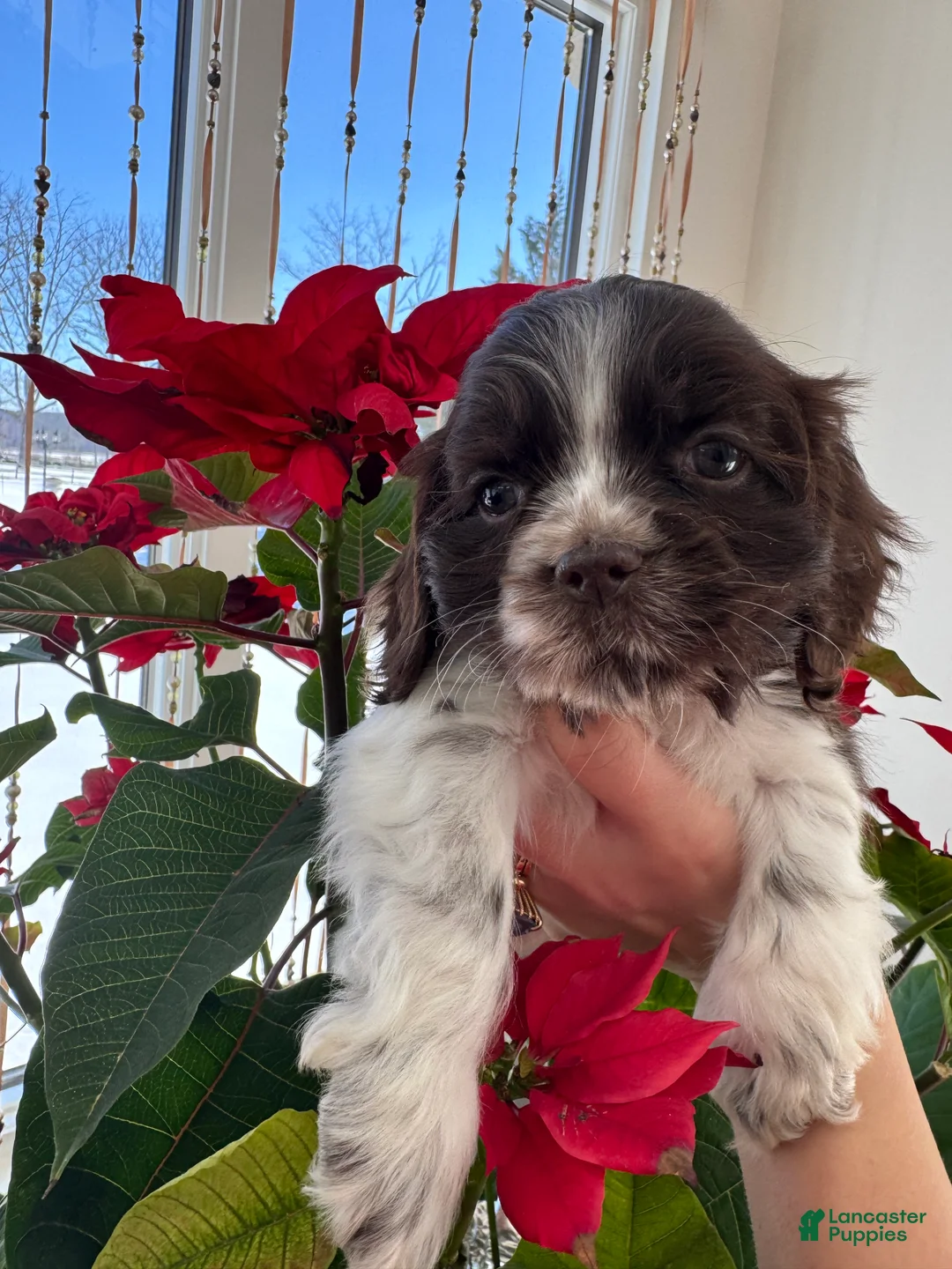 Cocker Spaniel dogs for sale: Mocha  - Ad 1