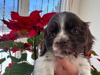 Cocker Spaniel dogs Mocha - Ad 30